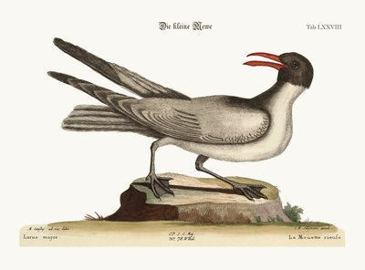 The Laughing Gull, 1749-73 by Mark Catesby